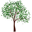 Summer tree