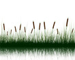 grass with reflections in water
