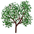 Summer tree