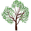 Summer tree
