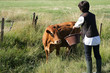 Photo: Farmer giving a cow some water to drink Farmer giving a cow some water to drink