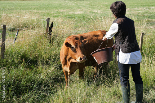 Photo: Farmer giving a cow some water to drink Farmer giving a cow some water to drink