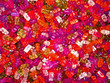 bonbons ours gelatine rose