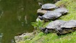 水辺のミドリガメ
