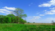 Forest landscape with the sky. Without birds