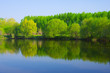 Forest lake