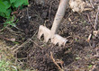 Gartenarbeit