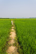 Scarecrow in paddy