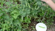woman hand gather pick up ripe pease in white dish