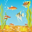 The underwater world