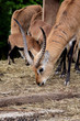 antilope