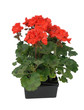 barquette geranium