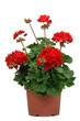Foto: geranium rouge geranium rouge
