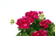 Foto: géranium rouge géranium rouge