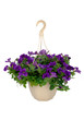 Foto: pétunia suspension pétunia suspension