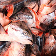 Photo: Têtes de poissons (saumons) Têtes de poissons (saumons)