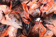 Photo: Têtes de poissons (saumons) Têtes de poissons (saumons)