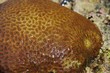 CORAL massive structure サンゴの組織