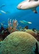 Photo: Sharks and coral reef with hard coral Sharks and coral reef with hard coral