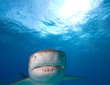 Photo: Lemon shark Lemon shark