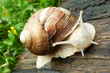Schnecke...