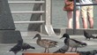 Ducks are heated and cleaned on the sidewalk