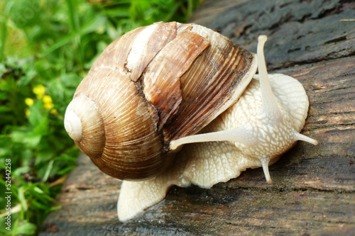 Photo: Schnecke... Schnecke...