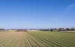 Barns and houses beside tulip fields in the Netherlands