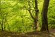 Foto: Küstenwald auf der Insel Rügen. Küstenwald auf der Insel Rügen.