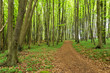 Foto: Küstenwald auf der Insel Rügen. Küstenwald auf der Insel Rügen.