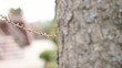 Tree nature