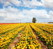 Photo: Peony garden beautiful ranunculus Peony garden beautiful ranunculus
