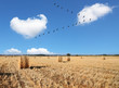 Photo: Wheat stacks beautifully stand in rows Wheat stacks beautifully stand in rows