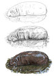 Hippopotamus
