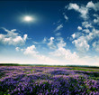 Lavender field at the end of the day