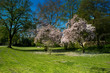 Foto: Magnolienbäume im Frühling Magnolienbäume im Frühling