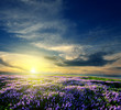 Lavender field at the end of the day