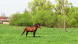horse on a grass