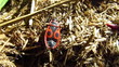 Video: bug creep on a dry grass bug creep on a dry grass