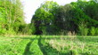 Video: Beautiful forest landscape with sounds of birds Beautiful forest landscape with sounds of birds