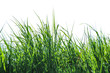 Photo: Isolated grass Isolated grass