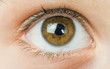 Human eye