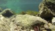 Underwater mountain river