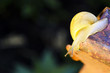 Snail crawls after rain in the yard