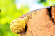 Snail crawls after rain in the yard