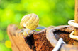Snail crawls after rain in the yard