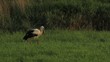 Video: Storch auf Nahrungssuche Storch auf Nahrungssuche