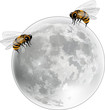 luna di miele
