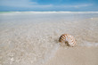 nautilus shell  in blue sea wave, shallow dof