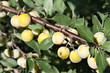 Photo: mirabelles mirabelles